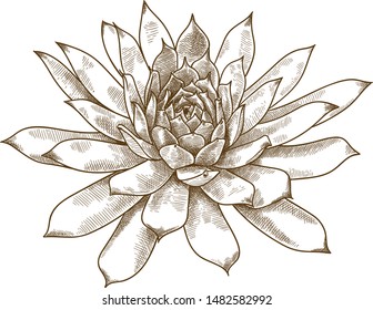 Vector antique engraving drawing illustration of echeveria pulidonis isolated on white background