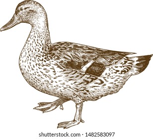 Vector antique engraving drawing illustration of female mallard duck isolated on white background