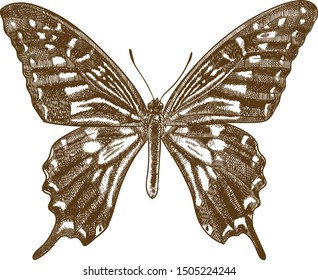 Vector antique engraving drawing illustration of asian swallowtail butterfly or papilio xuthus isolated on white background