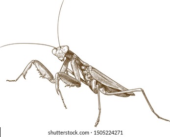 Vector antique engraving drawing illustration of praying mantis or stick mantis isolated on white background