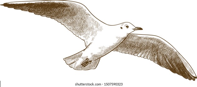 Vector antique engraving drawing illustration of gull or seagull isolated on white background