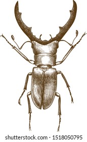 Dibujo vectorial antiguo grabado ilustración de escarabajo o metalífero ciclommatus aislado en fondo blanco