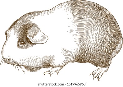 Vector antique engraving drawing illustration of guinea pig or cavia porcellus isolated on white background