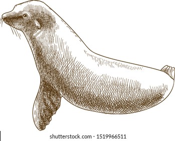 Vector antique engraving drawing illustration of fur seal or Arctocephalus pusillus isolated on white background