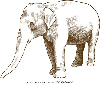 Vector antique engraving drawing illustration of Indian elephant or Elephas maximus indicus isolated on white background