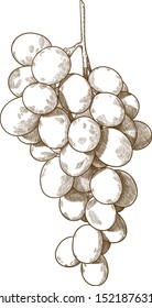 Vector antique engraving drawing illustration of  guinea pig or bunch of grapes isolated on white background