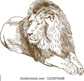 Vector antique engraving drawing illustration of lion or panthera leo isolated on white background