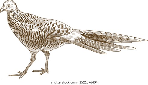 Vector antique engraving drawing illustration of pheasant female isolated on white background