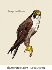 Vector antique engraving drawing illustration of peregrine falcon.