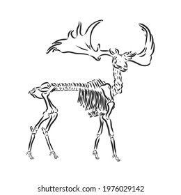 Vector antique engraving drawing illustration of megaloceros deer skeleton isolated on white background