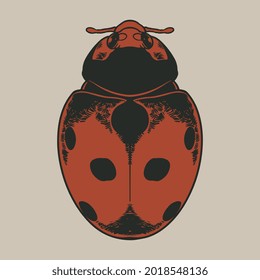 Vector antique engraving drawing illustration of ladybug (coccinellidae). Ladybird freehand linear dark orange ink color hand drawn picture logo sketchy in art retro scribble style