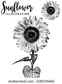 Vector antique engraving drawing illustration of big sunflower isolated on white background Sunflower hand drawn vector