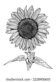 Vector antique engraving drawing illustration of sunflower isolated on white background