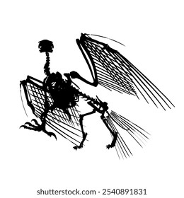 Vector antique engraving drawing illustration of silhouette bird skeleton isolated on white background. Detailed silhouette of the skeleton of an ancient bird.