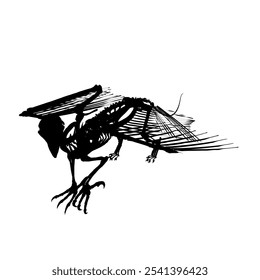 Vector antique engraving drawing illustration of silhouette bird skeleton isolated on white background. Detailed silhouette of the skeleton of an ancient bird.