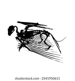 Vector antique engraving drawing illustration of silhouette bird skeleton isolated on white background. Detailed silhouette of the skeleton of an ancient bird.