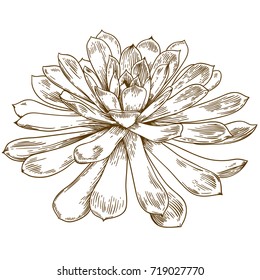 Vector antique engraving drawing illustration of succulent echeveria isolated on white background