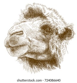 Vector antique engraving drawing illustration of camel head isolated on white background
