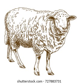 Vector antique engraving drawing illustration of sheep isolated on white background
