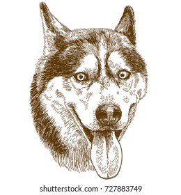 Vector antique engraving drawing illustration of husky dog head isolated on white background
