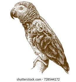 Vector antique engraving drawing illustration of african grey parrot isolated on white background