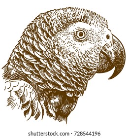 Vector antique engraving drawing illustration of african grey parrot head isolated on white background