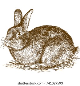 Vector antique engraving drawing illustration of bunny isolated on white background