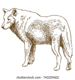 Vector antique engraving drawing illustration of wolf isolated on white background