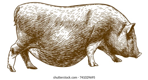 Vector antique engraving drawing illustration of hog isolated on white background