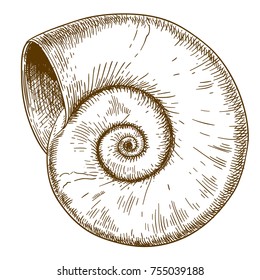 Vector antique engraving drawing illustration of spirall shell isolated on white background