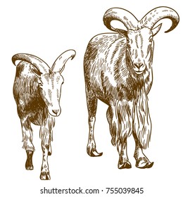 Vector antique engraving drawing illustration of two mountain goats isolated on white background