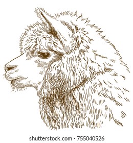 Vector antique engraving drawing illustration of fluffy llama head isolated on white background