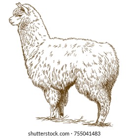Vector Antique Engraving Drawing Illustration Of Fluffy Llama Isolated On White Background