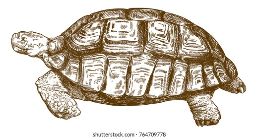 598 Vintage Engraving Turtle Images, Stock Photos & Vectors | Shutterstock