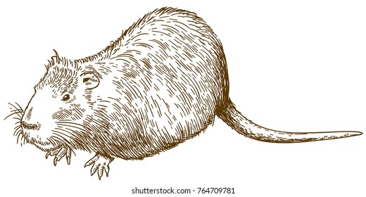 Vector antique engraving drawing illustration of nutria or coypu isolated on white background