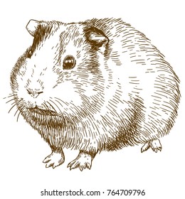 Vector antique engraving drawing illustration of guinea pig or cavy isolated on white background