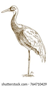 Vector antique engraving drawing illustration of white naped crane isolated on white background
