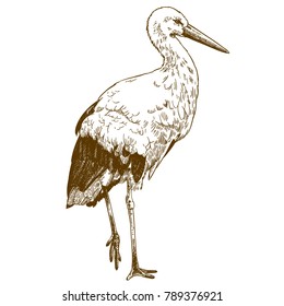 Vector antique engraving drawing illustration of stork isolated on white background