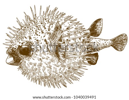 Vector antique engraving drawing illustration of porcupinefish blowfish isolated on white background