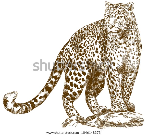 antique drawing illustration of leopard isolated on white background 