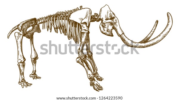 mastodonte armadura