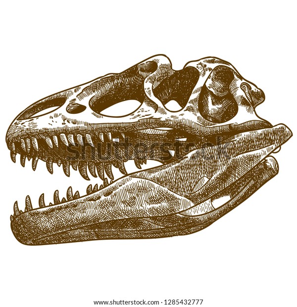 t rex skull drawing simple