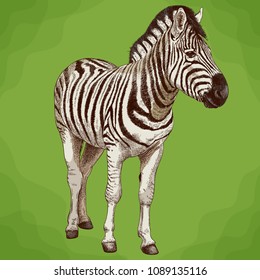 Vector antique engraving illustration of african zebra in retro style