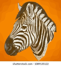 Vector antique engraving illustration of african zebra head in retro style