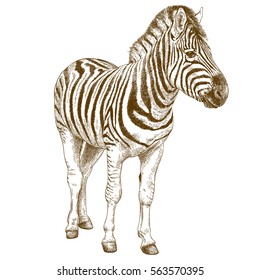 Vector antique engraving illustration of african zebra isolated on white background