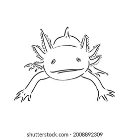 Vector antique engraving illustration of axolotl salamander isolated on white background