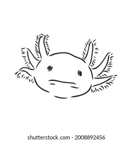 Ilustración vectorial de grabado antiguo del salamandra axolotl aislado sobre fondo blanco