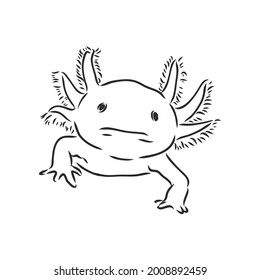 Ilustración vectorial de grabado antiguo del salamandra axolotl aislado sobre fondo blanco