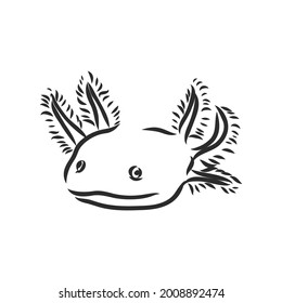 Vector antique engraving illustration of axolotl salamander isolated on white background