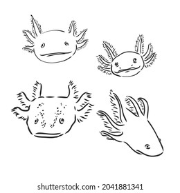 Vector antique engraving illustration of axolotl salamander isolated on white background
